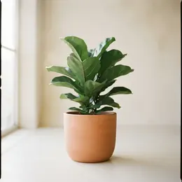 Planta de interior