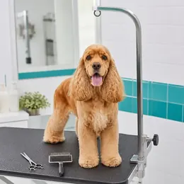 Asistente de IA para veterinarias
