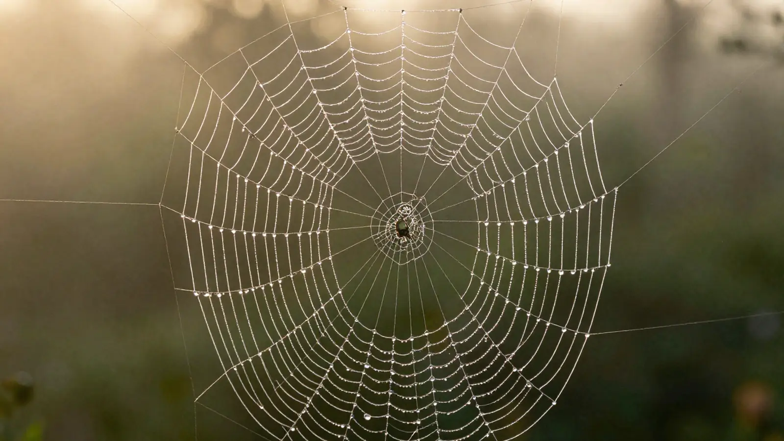 Telaraña geométrica cubierta de rocío al amanecer